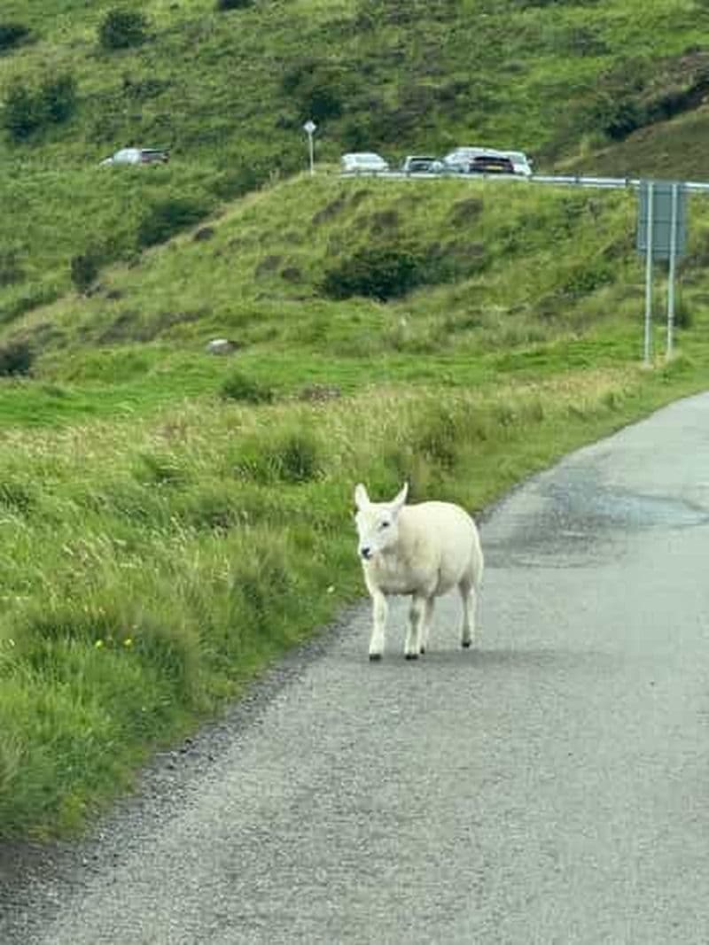 Billet Château d'Eilean Donan, Fairy Pools avec un petit compagnon canin
