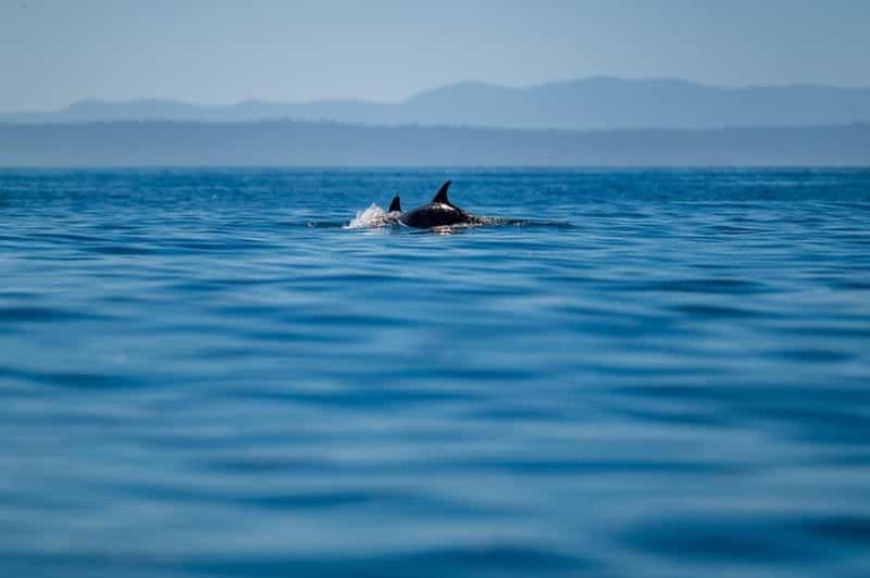Billet Lisbonne : safari océanique avec des biologistes marins