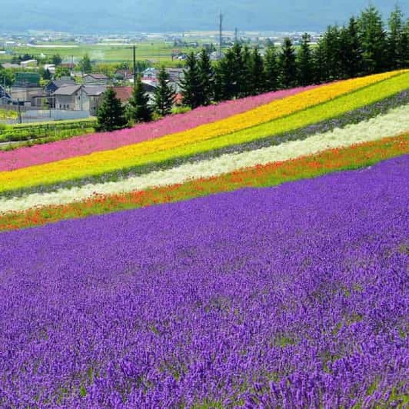 Billet Hokkaido : Excursion d'une journée à l'étang bleu de Biei et à la ferme de fleurs de Furano