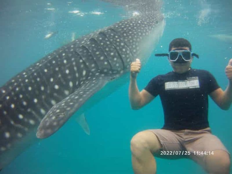 Billet Cebu : Rencontre avec les requins-baleines, chutes de Tumalog et Sumilon Sandbar