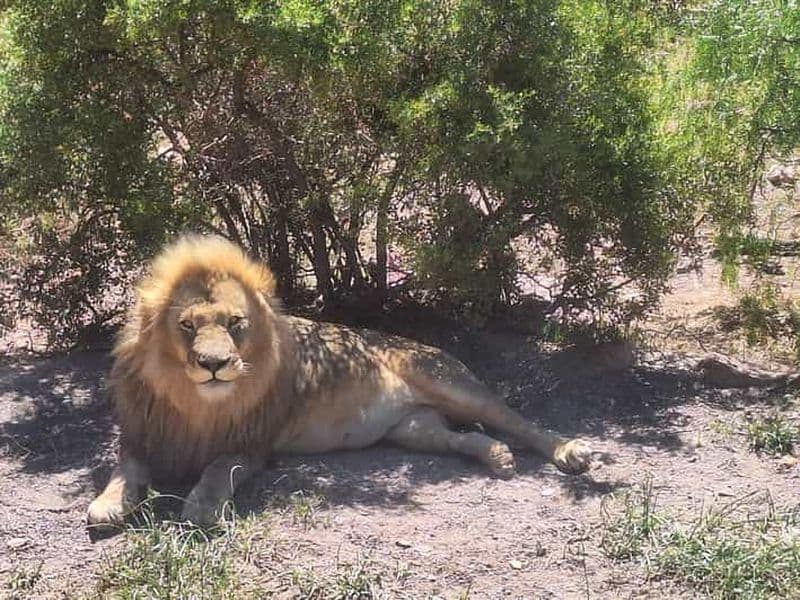 Billet Safari Big 5, observation des baleines, Robben Island et Table Mountain