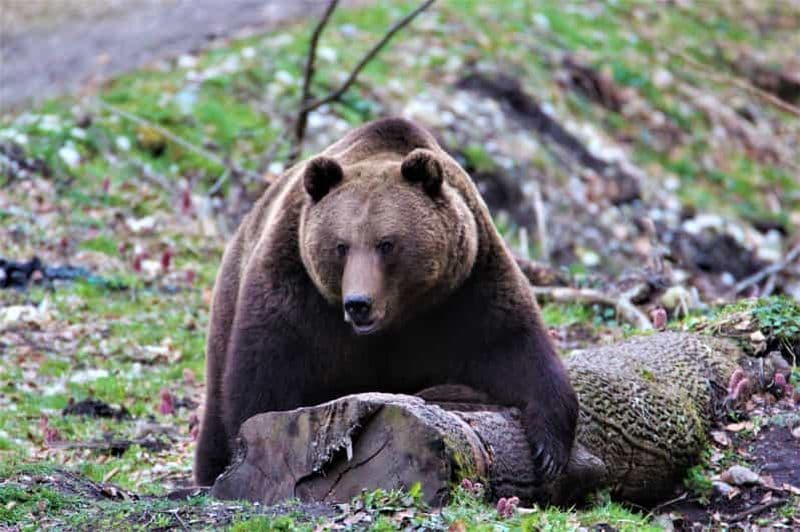 Billet Depuis Brasov : Observation d'ours bruns dans les Carpates