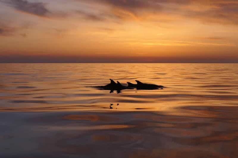 Billet Pula : excursion privée en bateau au coucher du soleil avec les dauphins