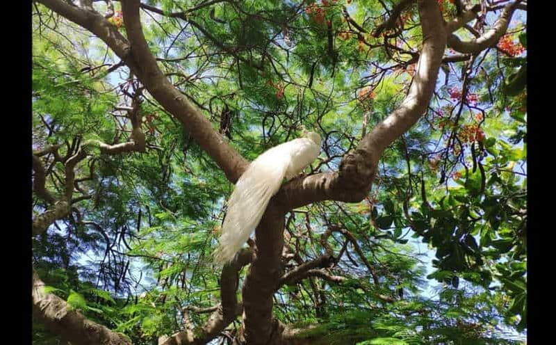 Billet Nouméa : Excursion au parc botanique et au zoo depuis le terminal du navire de croisière