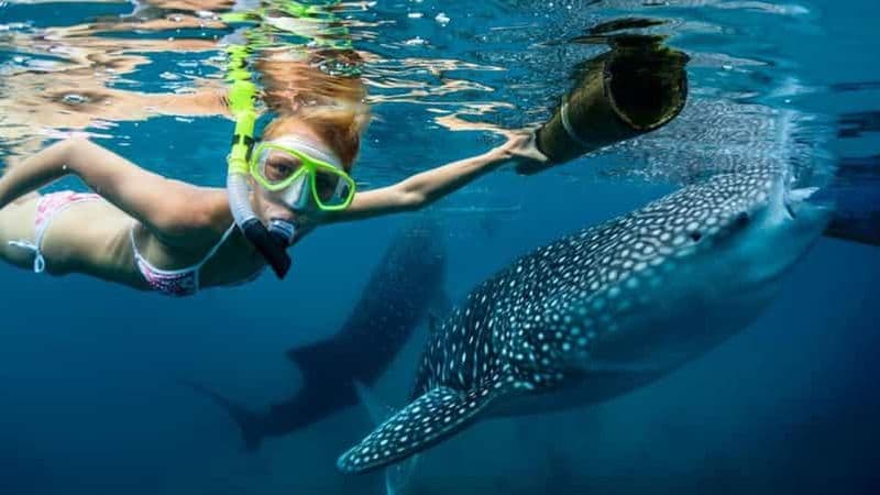 Billet Cebu : nage avec les requins-baleines, île de Sumilon et chutes de Kawasan