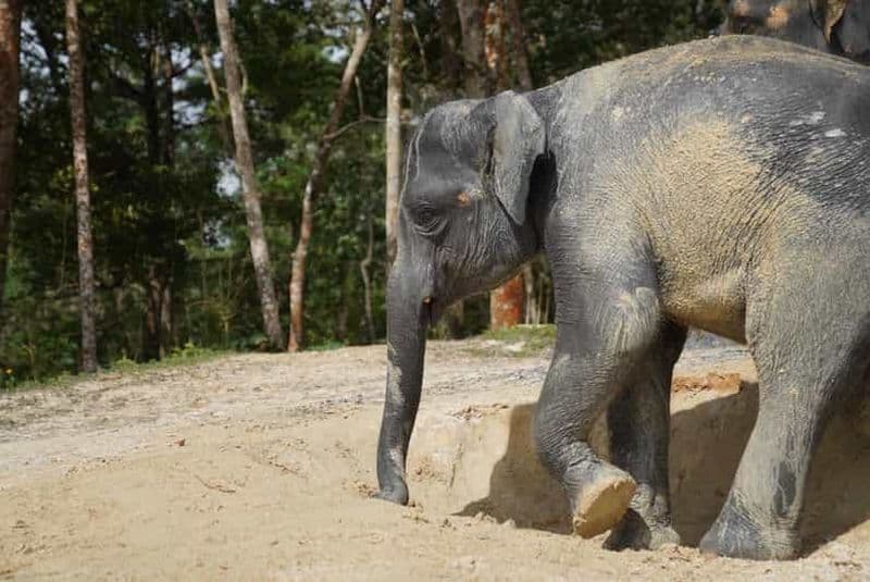 Billet Phuket : visite du sanctuaire des éléphants, un temps fort de Patong