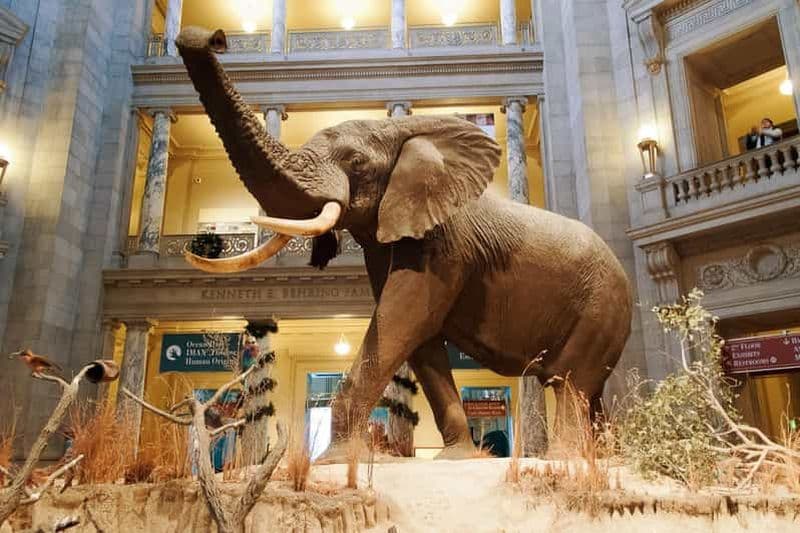 Billet Visite semi-privée du Musée d'histoire naturelle du Smithsonian pour 8 personnes