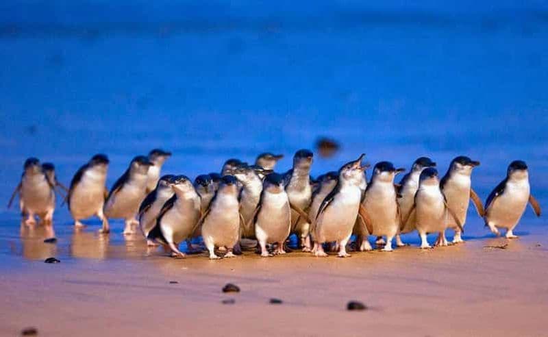 Billet Phillip Island Penguin Parade avec un guide expert de la région
