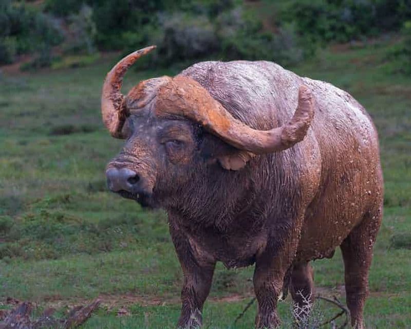 Billet Safari d'une journée complète à Addo Elephant / Excursions côtières