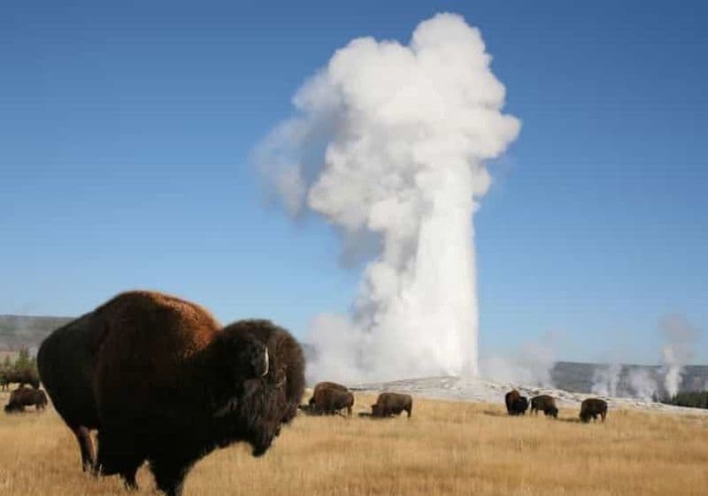 Billet Au départ de Cody : visite d'une jounée du parc national de Yellowstone