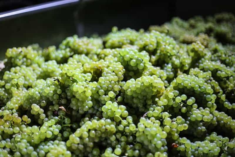 Billet La Crète : olives, vin et raki dans un voyage culinaire savoureux