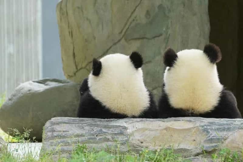 Billet Chengdu : Billet de la base de recherche sur l'élevage du panda géant