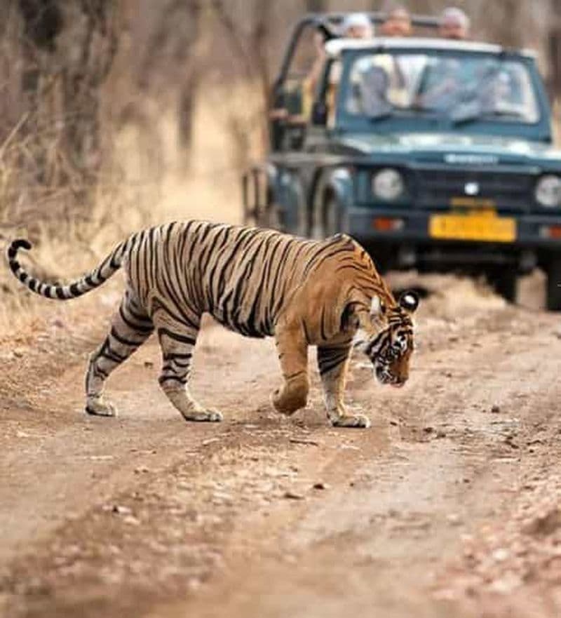 Billet Ranthambore WildLife (safari tigre) visite d'une jounée au départ de Jaipur