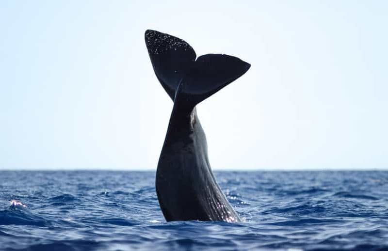 Billet São Miguel : croisière d'observation des baleines avec un biologiste marin
