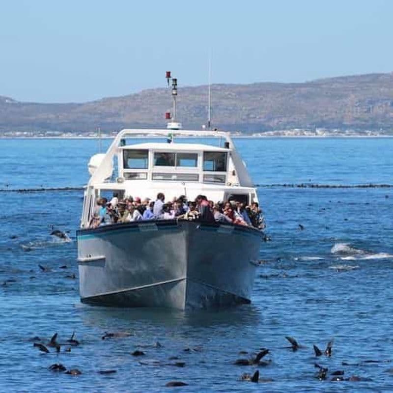 Billet Hout Bay : Croisière sur la colonie de phoques de Duiker Island