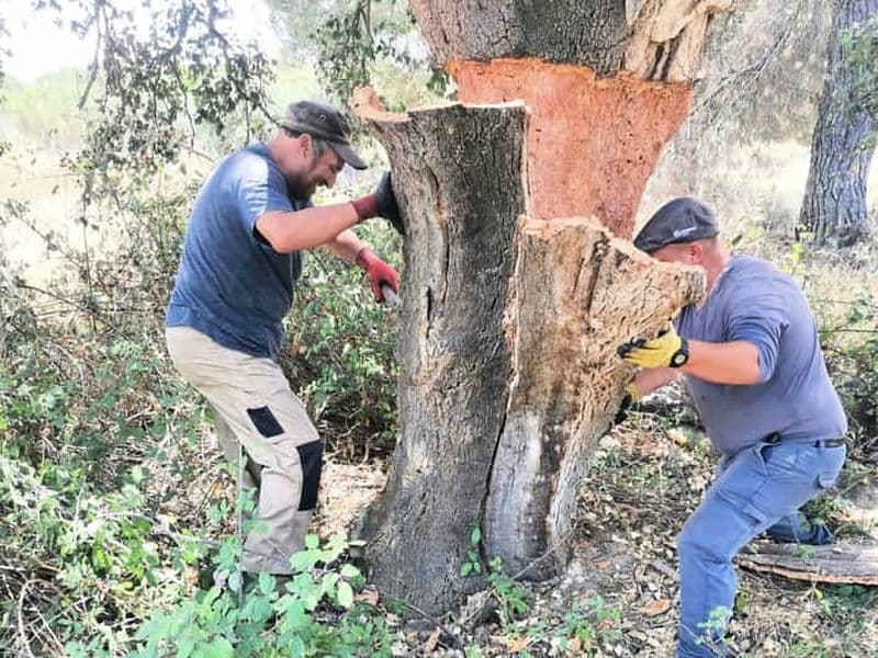 Billet Visite privée d'une demi-journée : temple romain d'Évora et chapelle des ossements