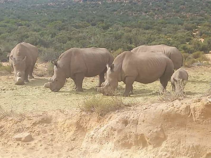 Billet Le Cap : safari au coucher du soleil dans la réserve d'Aquila