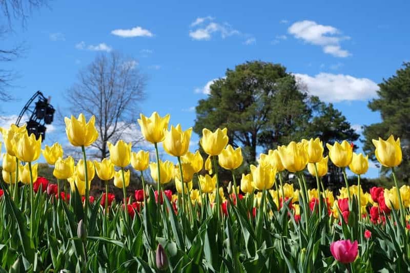 Billet Canberra : Visite guidée du festival Floriade avec transferts