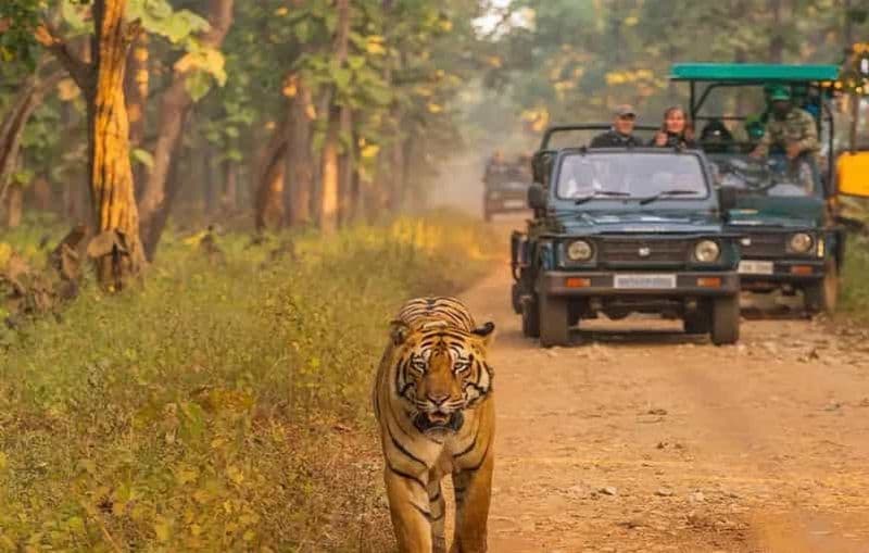 Billet Katmandou : 4 jours de safari privé dans le parc national de Chitwan