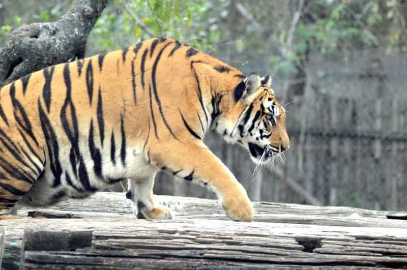 Billet Au départ de Jaipur : 2 jours et 1 nuit - Safari des tigres de Ranthambore