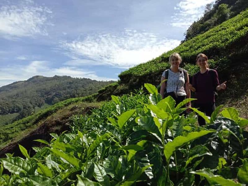 Billet Randonnée privée à Munnar
