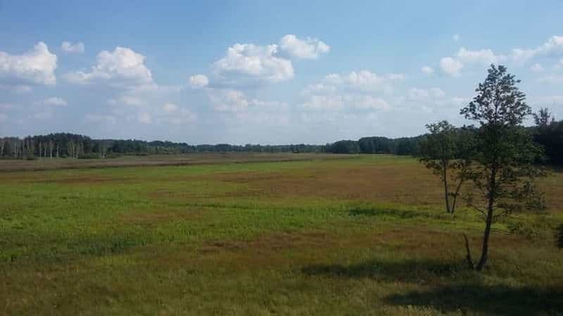 Billet Varsovie : Parc national de Bialowieza et visite du bison européen