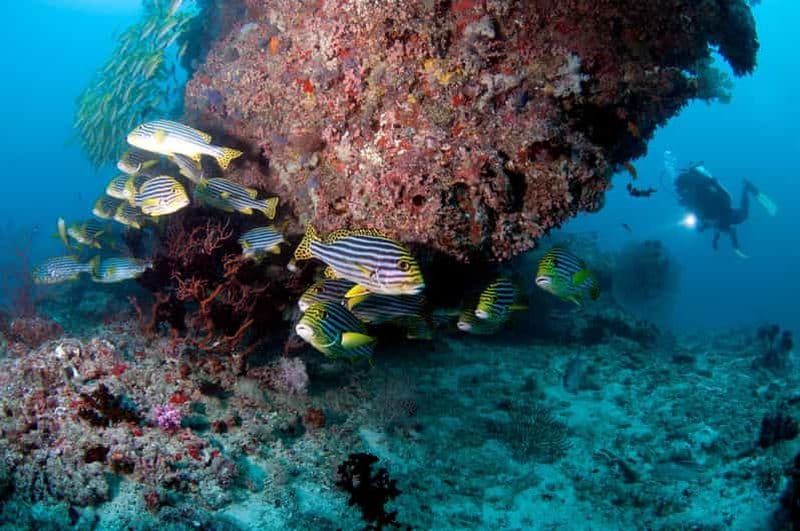 Billet Maldives : Découvrez la plongée sous-marine