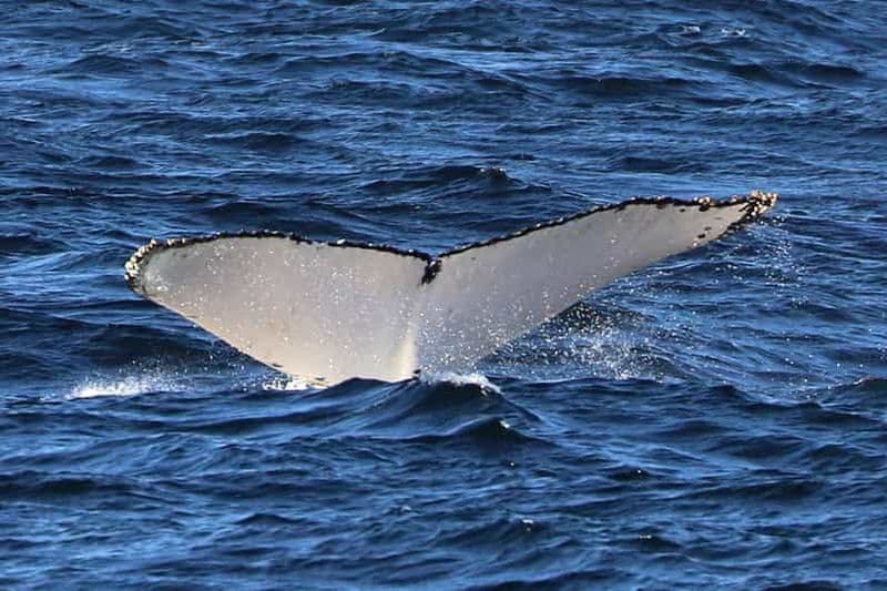 Billet Sydney ; Observation des baleines
