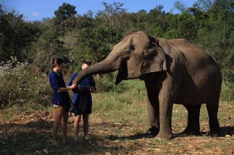 Billet Chiang Mai : Randonnée à Doi Inthanon et programme de soins aux éléphants