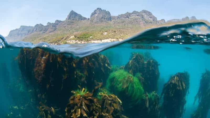 Billet Le Cap : safari océanique à Hout Bay