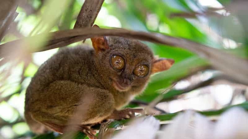 Billet Bohol : Chocolate Hills - Visites écologiques privées