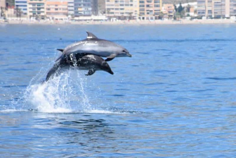 Billet Benalmadena : Tour en bateau pour l'observation des dauphins