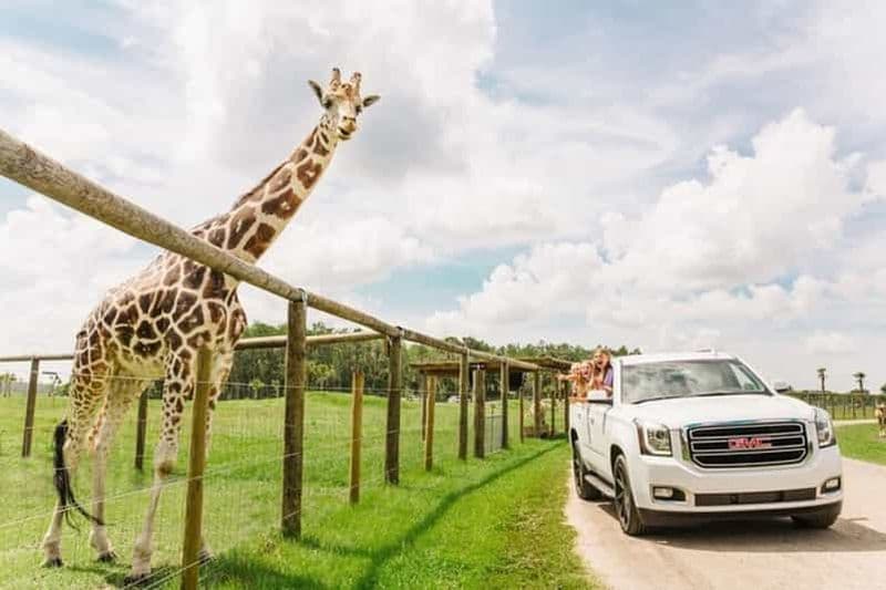 Billet Orlando : Drive-Thru Safari Park à Wild Florida