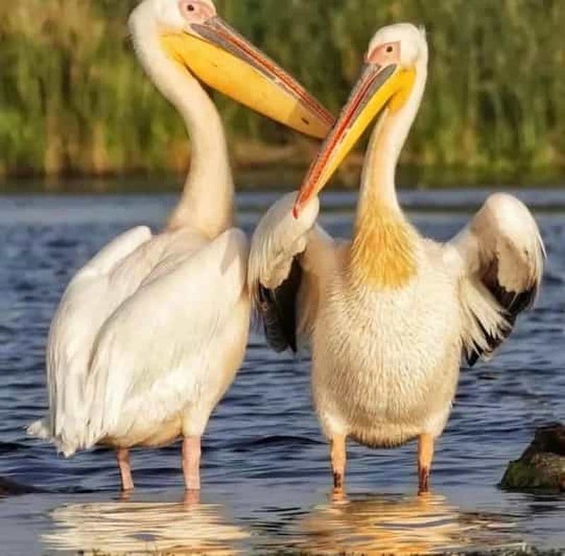 Billet SUPER TOUR : Excursion d'une journée dans le delta du Danube