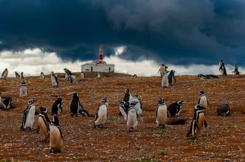 Billet Tour en bateau des pingouins de l'île de Magdalena depuis Punta Arenas