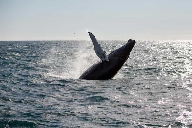 Billet Depuis Reykjavik : Observation des baleines