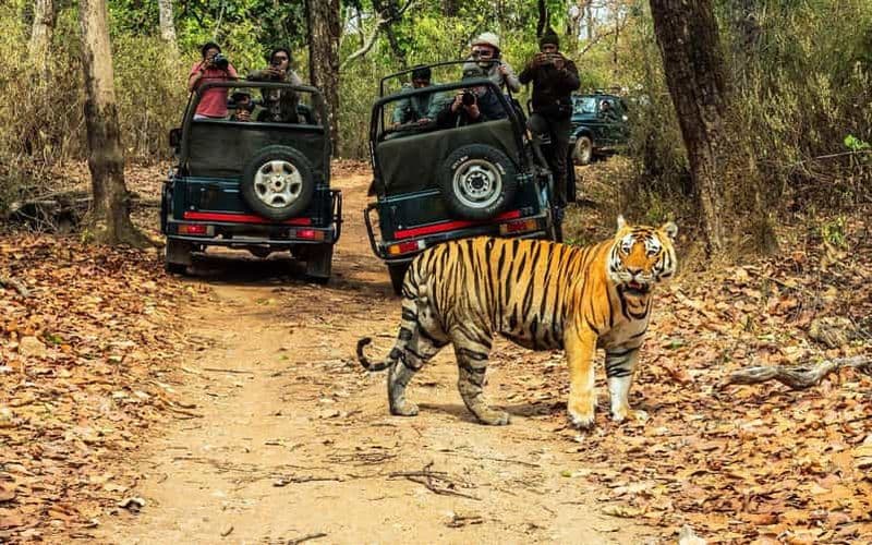 Billet Au départ de Katmandou/Pokhara : safari de 2, 3 ou 4 jours dans la jungle de Chitwan