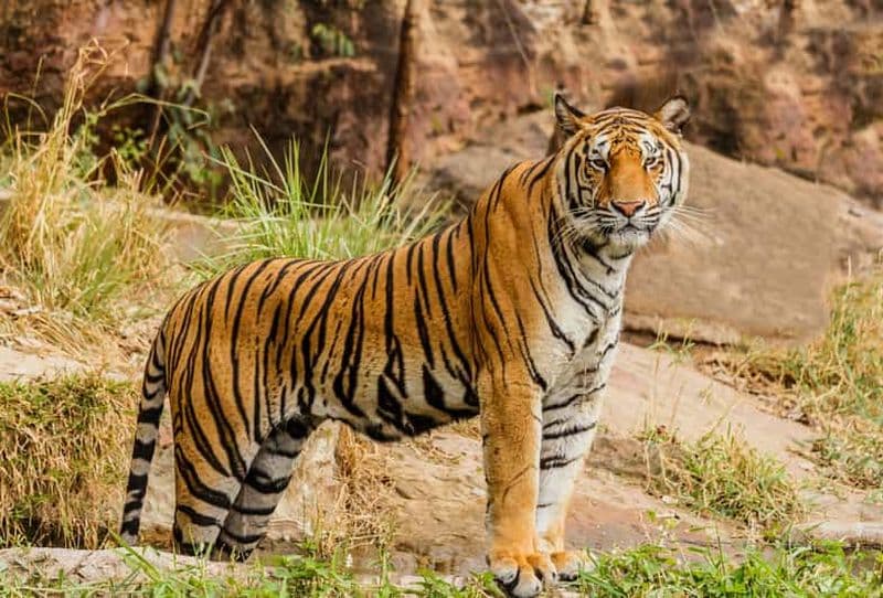 Billet Depuis Jaipur : Excursion d'une journée au parc national de Ranthambore avec safari