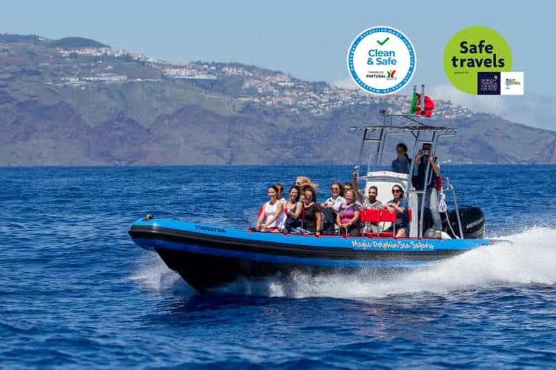 Billet Funchal : Croisière d'observation des baleines et des dauphins