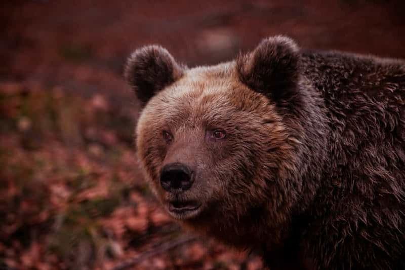 Billet Centre international de l'environnement d'ARCTUROS Tour