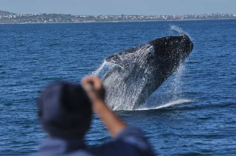 Billet Au départ de Stellenbosch : Visite de la route des baleines d'Hermanus