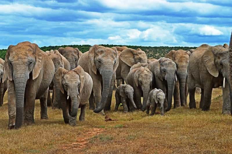 Billet Le Cap : Safari de 6 jours sur la Route des jardins et dans le parc d'éléphants d'Addo