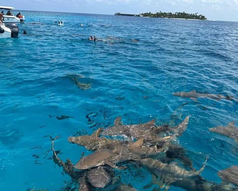 Billet Maldives : plongée avec des requins-nourrices, récif corallien, banc de sable