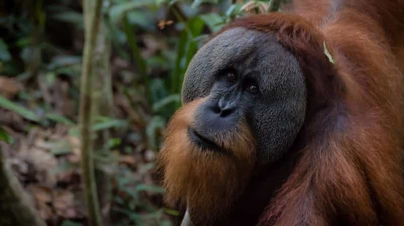 Billet 2 Jours 1 Nuit Trek Orang-outan Bukit Lawang