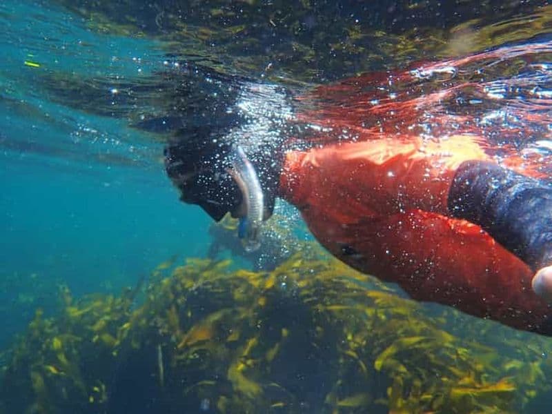 Billet Le Cap : plongée en apnée guidée dans la Great African Sea Forest