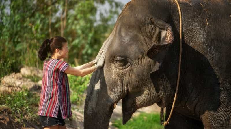 Billet Bangkok : Visite d'une demi-journée du sanctuaire de la jungle des éléphants de Pattaya