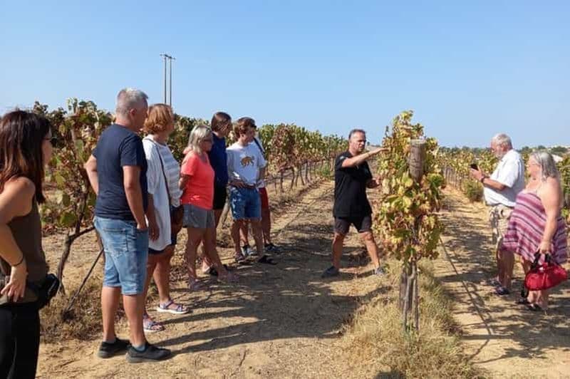 Billet Albufeira/Vilamoura : visite d'un vignoble avec dégustation de vins et tapas
