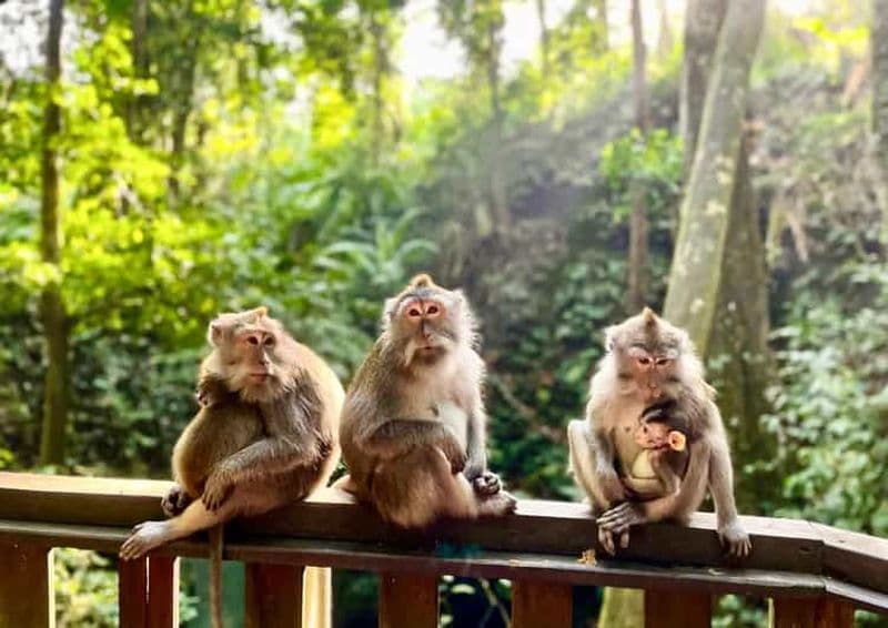 Billet Ubud : Sanctuaire de la forêt des singes et balançoire dans la jungle