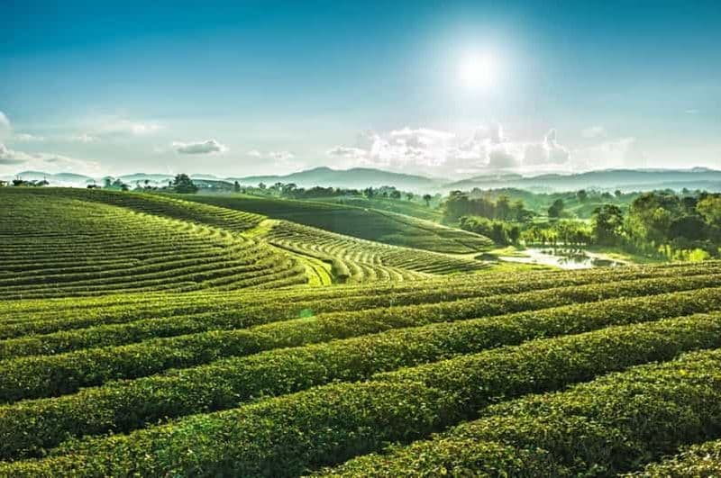 Billet Chiang Rai : 7 sites majeurs, le Triangle d'Or et les plantations de thé