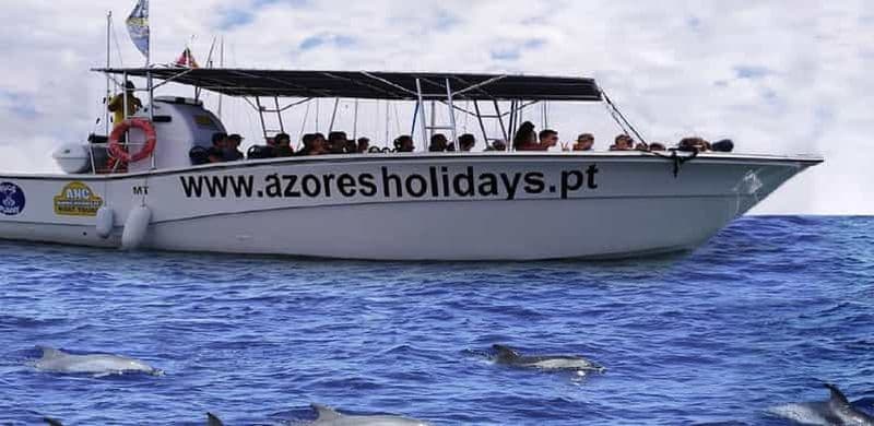 Billet Observation des baleines